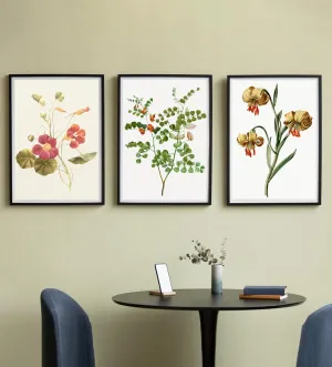 Vintage Garden Blooms: Trio of Classic Botanical Art